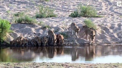 20 lions viennent se désaltérer tous ensemble... Scène incroyable