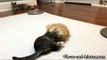 Adorable 10-Week-Old Kittens Master the Task of Playing Together