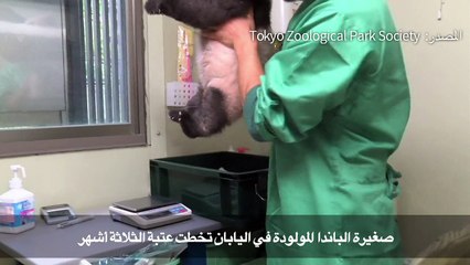 صغيرة الباندا المولودة في اليابان تخطت عتبة الثلاثة أشهر