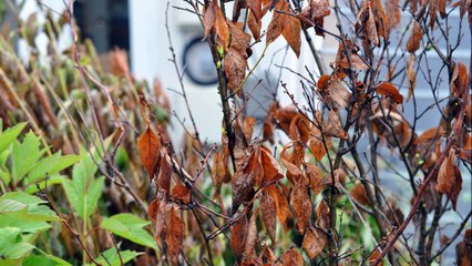 Bringing Back Plants from the Dead