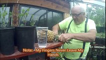 Demo on Growing Pineapples   --   Getting Started-