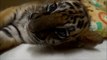 Tiger cub rejected by its mother starts a new life at San Diego zoo