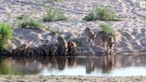 20 lions vont boire tous ensemble dans une rivière d'un parc safari ! Incroyable