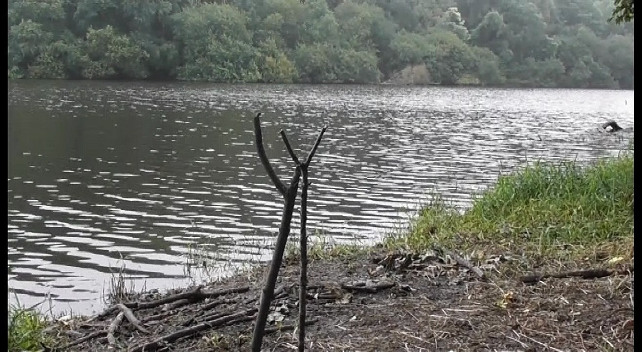 Ragondin albinos à Saint Donan