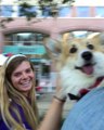 Les passagers du métro de New York kiffent ce chien attaché au sac à dos d'un usager !