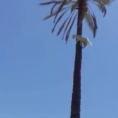 Cette chèvre est coincée en haut du tronc d'un palier qu'elle a escaladé !