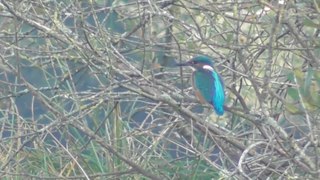 Martin-pêcheur sur un plan d'eau