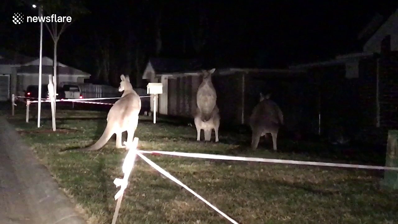 Kangaroos go toe to toe in night-time fight on lawn