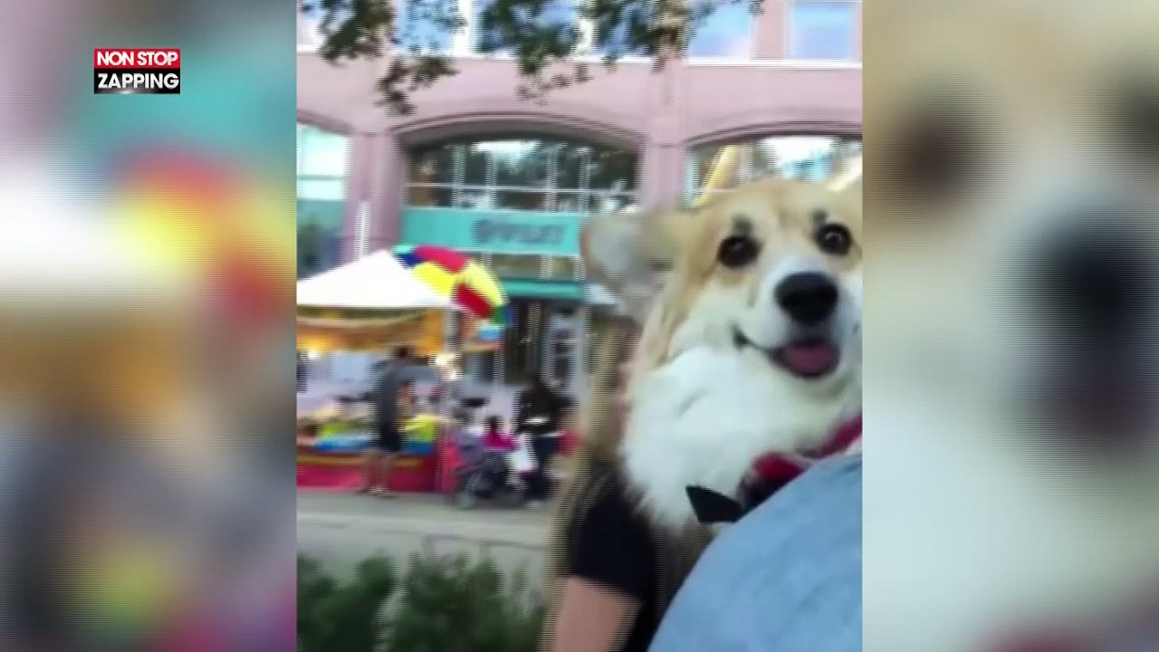 New York : cet homme sa balade avec son chien dans un sac à dos ! (Vidéo)