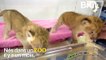 Deux lionceaux ont été sauvés après leur abandon par leur mère en Chine