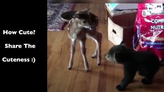 Baby Bear and Baby Deer Fall in Love Cub and Fawn