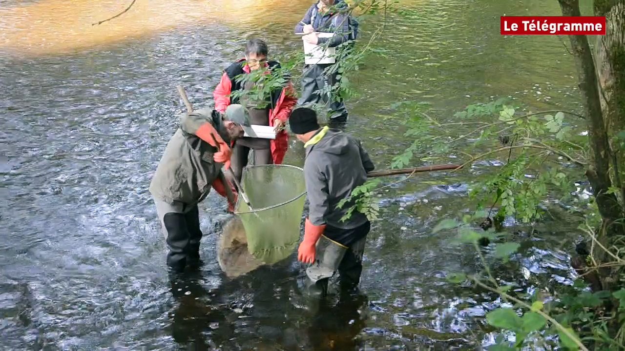 Léguer. Une pêche électrique pour compter les saumons