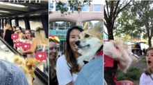 Decidiu andar com o seu cão numa mochila e registar o que se passava nas suas costas