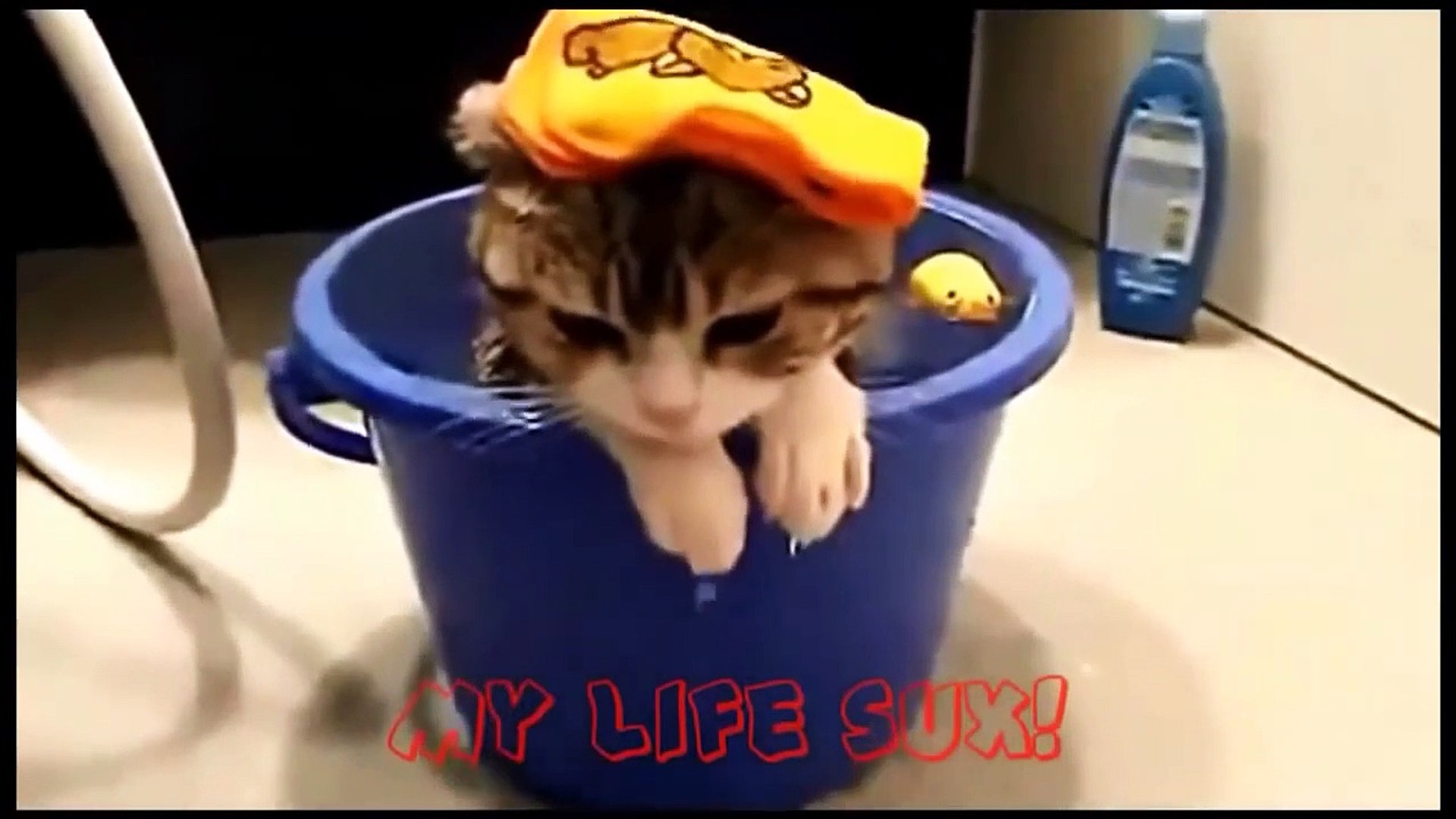 Funny Cats Compilation [Most See] Funny Cat Videos Ever Part 1 on Make a GIF