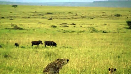 Unbelievable Warthog Knock Cheetah Out to Save Baby | Cheetah Attack Animals !