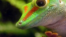 Gecko - lizards