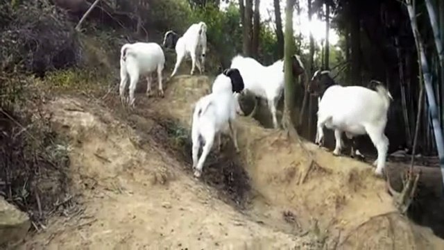 The domestic goat, Capra aegagrus hircus, is a subspecies of goat domesticated from the wild goat