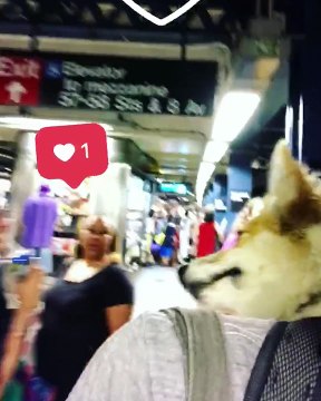Avoir un chien dans son sac à dos attire la sympathie (New York)
