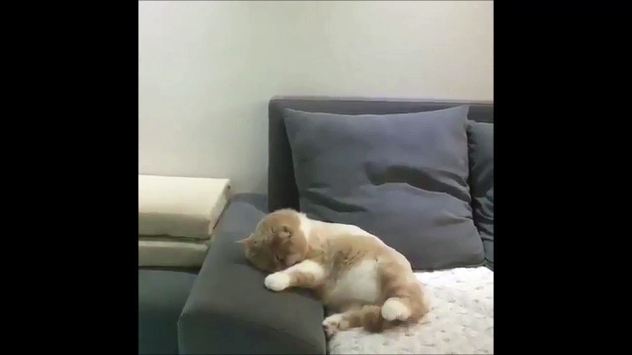 Ce chat fait de drôles de rêves