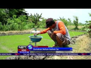 Light Trap, Inovasi Perangkap Serangga Ciptaan Warga Nganjuk - NET5