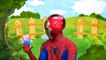 Colors Popping Balloons Learn Colours Balloon TOP Finger Family Kids Song Spiderman vs Iro