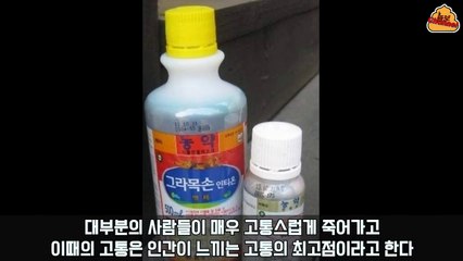 [그라목손]지식인 공포 레전드