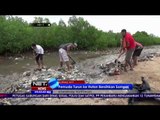 Pemuda-Pemuda di Kupang Bersihkan Sampah yang Menumpuk di Pesisir Mangrove - NET5