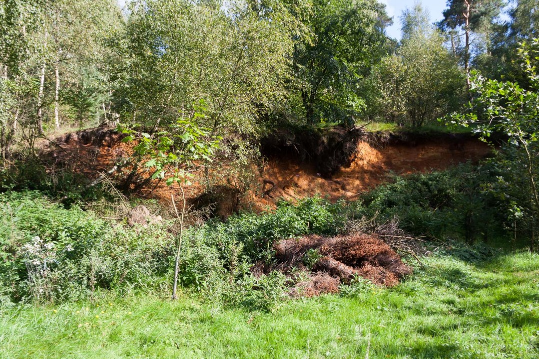 Kleiner Spaziergang im Wald