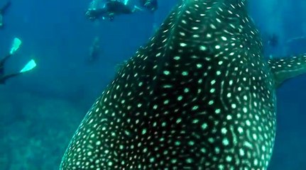 泳ぎたくて。照井浩也 (6)