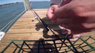 Florida Fishing: Puffer eats Live Shrimp