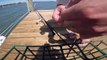 Florida Fishing: Puffer eats Live Shrimp