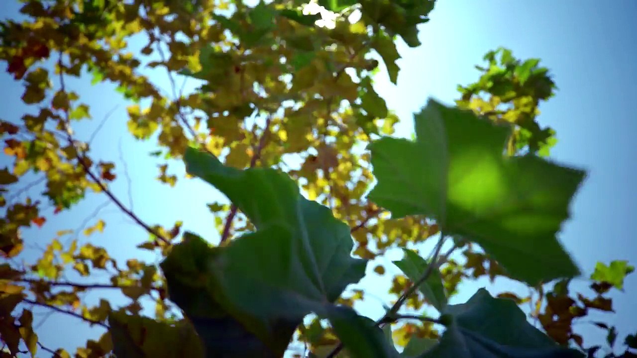 Bradford at Rosedale | New Homes in Azusa | TRI Pointe Homes