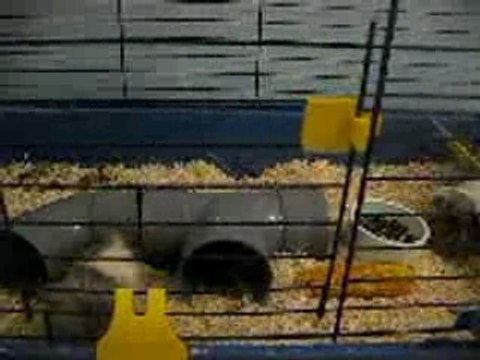 Jeunes cobayes péruviens