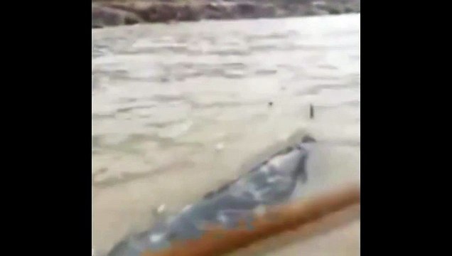 Des pécheurs chinois découvrent une mystérieuse créature entre le crocodile et le dauphin