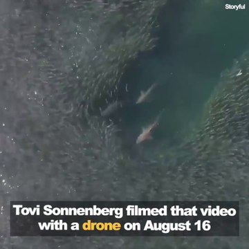 Images exceptionnelles de requins qui chassent dans un banc d'anchois en mer