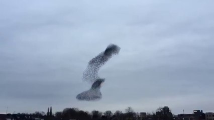 Quand des milliers d'oiseaux se lancent dans une danse magnifique dans le ciel!
