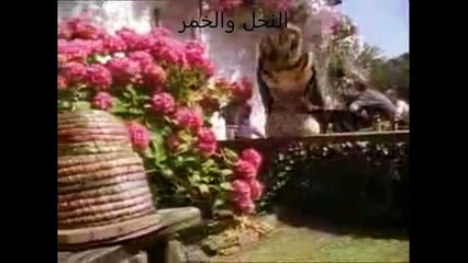 النحل والخمر # شاهد كيف تتاثر الحشرات بعد شربها الكحول #