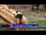 Aksi Lucu Panda Bermain Seluncuran di Cina - NET24