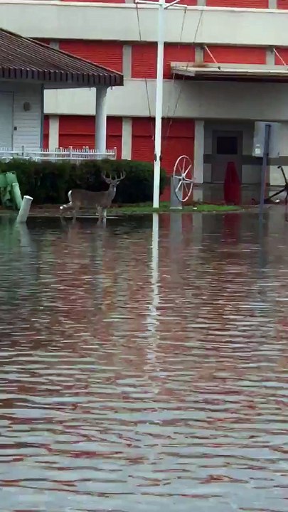 Apocalyptic Scene as 10-Point Buck Swims Down Streets of Texas