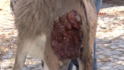 İzmir Yaralı Eşek Tedavi Edildi