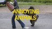Animals can be so annoying  - Funny animal compilation