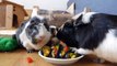 Guinea Pig Basics | Guinea Pig 101