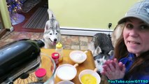PANCAKES DOG TREATS DIY How to make Pancakes for Dogs | Snow Dogs Snacks 42