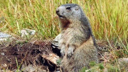 10/09/2017 Le cri des marmottes