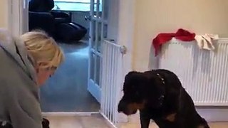 5 Huge Rottweilers Stare Up At Mom, Then She Films The Moment She Yells ‘Good Boys!’