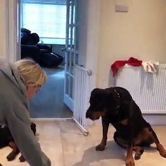 5 Huge Rottweilers Stare Up At Mom, Then She Films The Moment She Yells ‘Good Boys!’