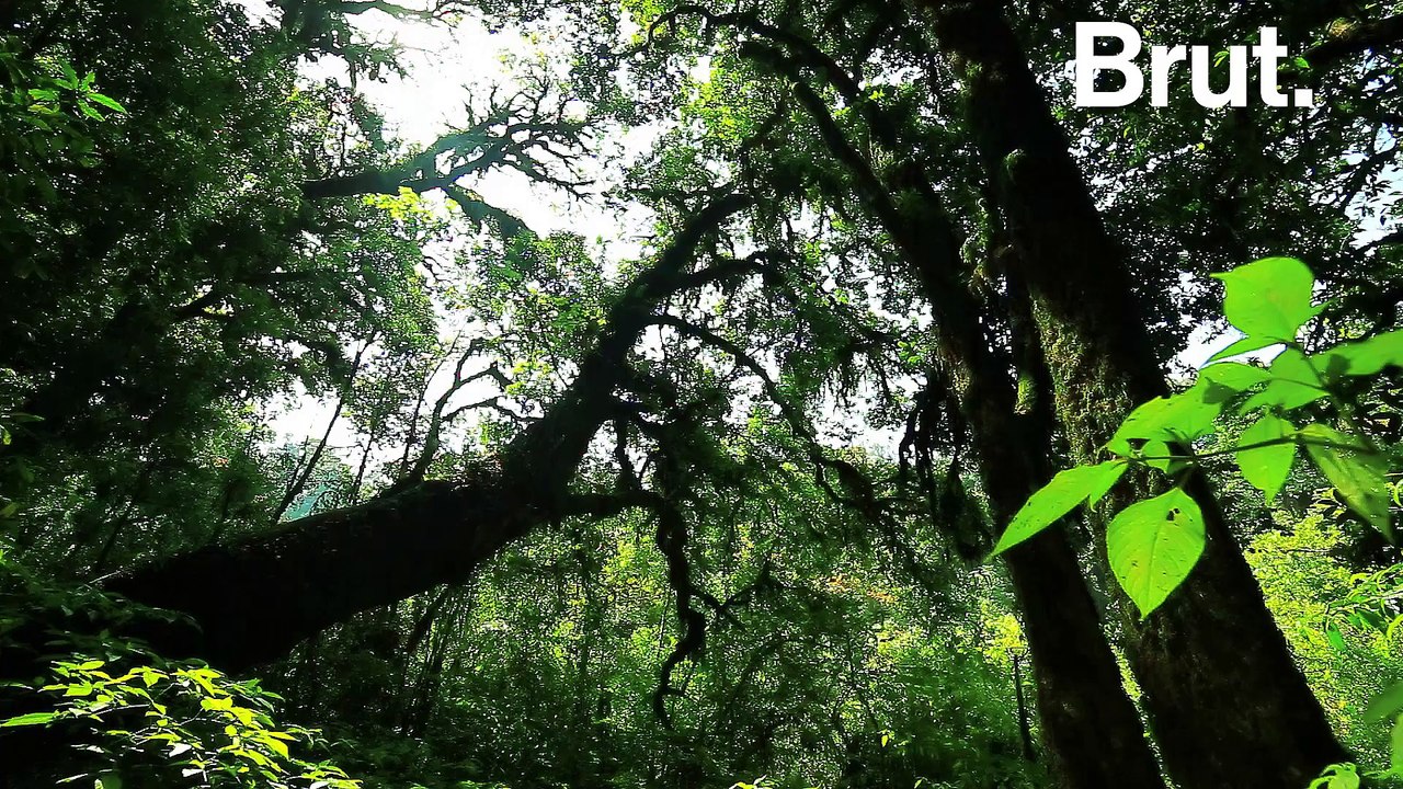La forêt humide est menacée