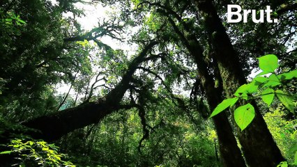 La forêt humide est menacée