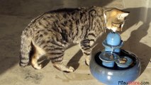 Fontaine à Eau Pour Chat Vidéo Dailymotion