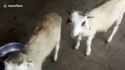 Twin goats both born with extra horns